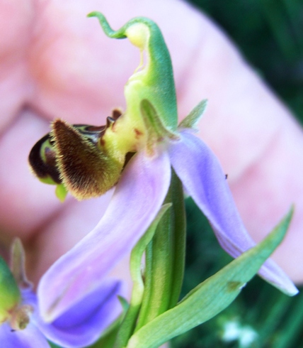 Ophrys apifera?